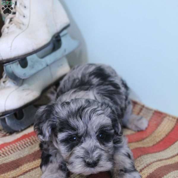 King, Maltipoo Puppy